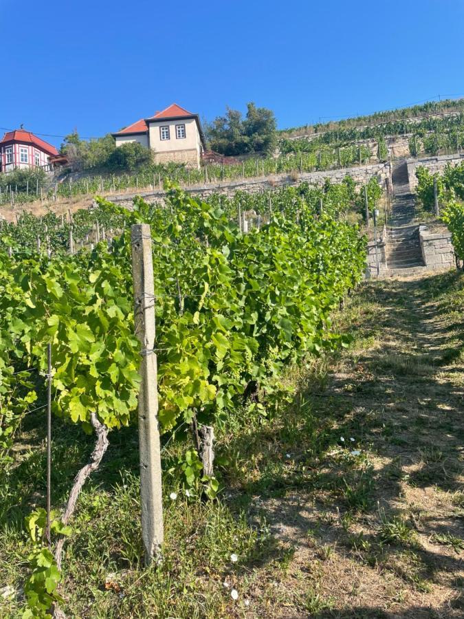 Ferienhaus Traminer Im Weinberg Freyburg Exterior photo